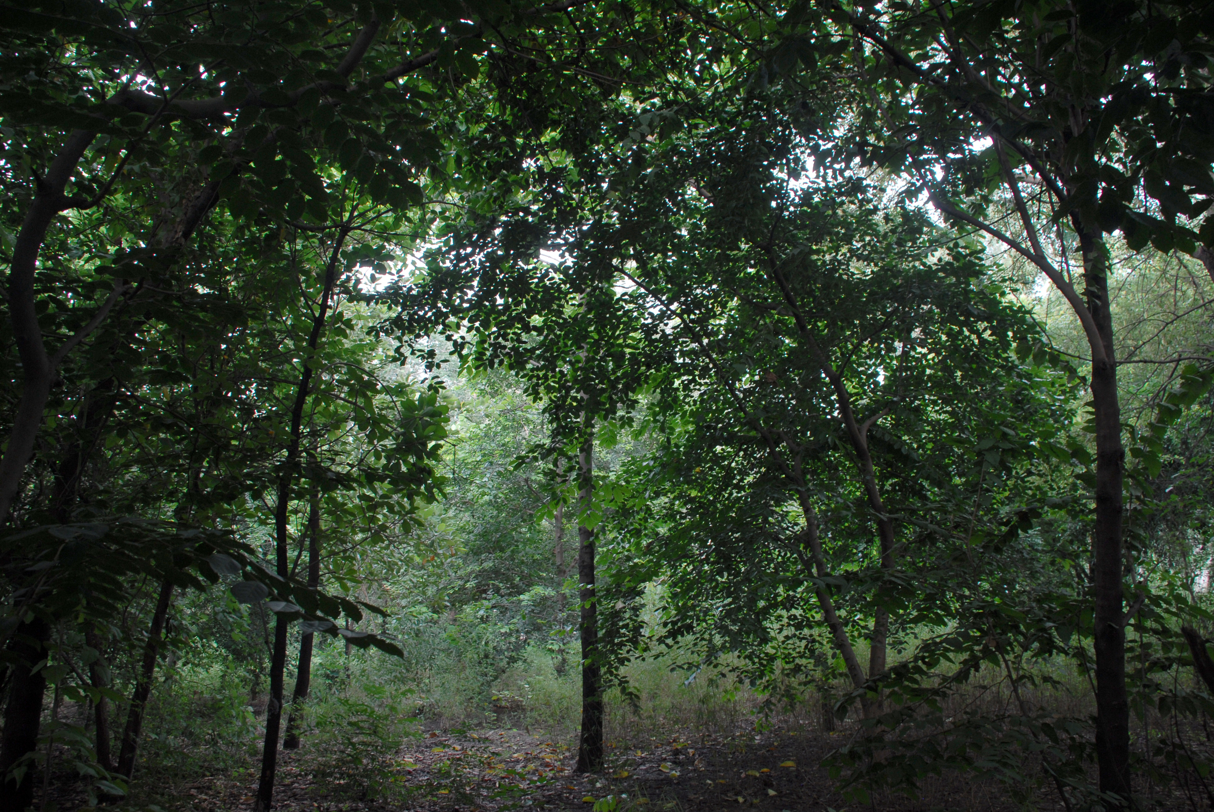 Yamuna Biodiversity Park | Sahapedia