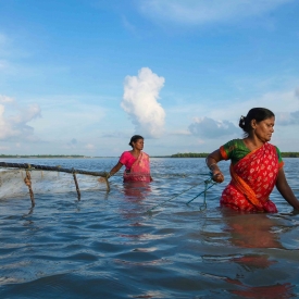 The Tiger Shrimp (Penaeus monodon) seedling is known as meen, and people who trap meen are known as meendhara. These fisherwomen scan the rivers of the Sundarbans mangroves with dragnets to catch the meen seedlings, working for long hours in a saline environment.