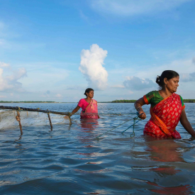 The Tiger Shrimp (Penaeus monodon) seedling is known as meen, and people who trap meen are known as meendhara. These fisherwomen scan the rivers of the Sundarbans mangroves with dragnets to catch the meen seedlings, working for long hours in a saline environment.