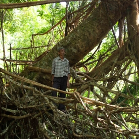 In the monsoon season, Khasi villagers had to cross gushing streams, and given the rapid water flow, it was a dangerous task. It was observed that the Ficus Elastica plant—a species of the fig genus—grew strong roots in the rocky soil which could be manipulated in a certain direction. Root bridges are an example of how indigenous knowledge systems evolve to find solution to problems using locally available resources. 