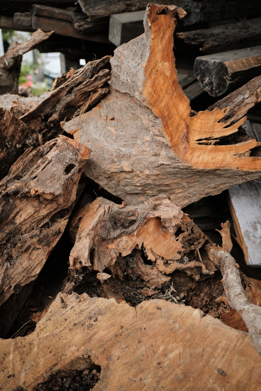 Root of the Malagiri or Archya tree, one of the raw ingredients used in the incense sticks. (Picture Credits: Abhishek Anil.)