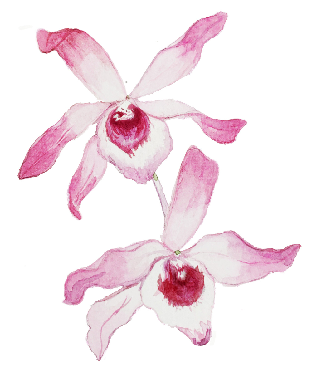 Dendrobium nobile orchid. (Illustration Credits: Jisha Unikrishnan)