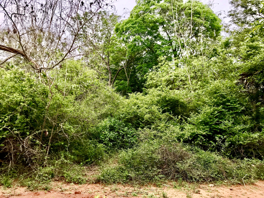 Tropical Dry Evergreen Forest type in Auroville. (Picture Courtesy: IM3847/WIkimedia Commons)