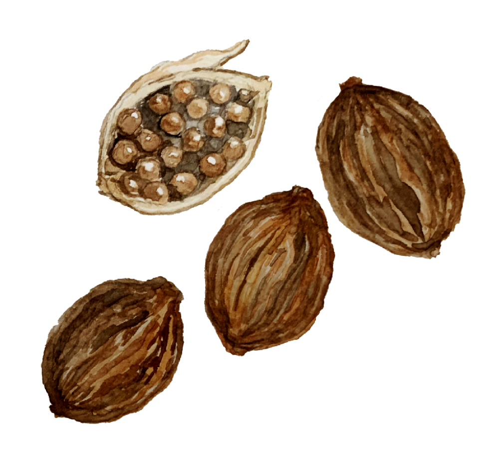 Cardamom. (Illustration Credits: Jisha Unikrishnan)
