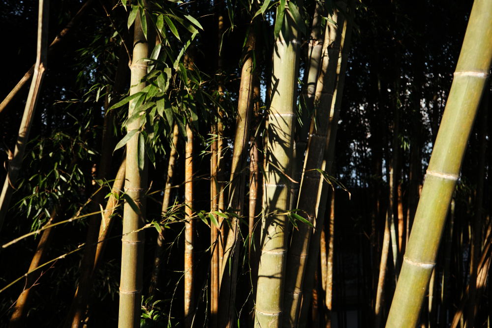 Bamboo Grove in Rumtek. (Picture Credits: Abhishek Anil.)