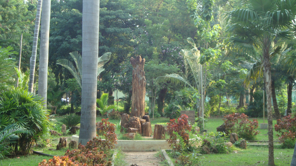 Tree fossils at the Pondicherry Botanical Garden. (Picture Courtesy: Prabhupuducherry/Wikimedia Commons)