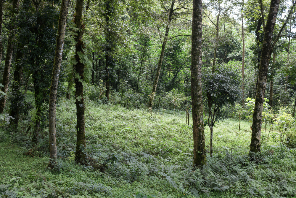 Remnants of Sikkim's first police outpost in Aritar. (Picture Credits: Praveen Chettri)