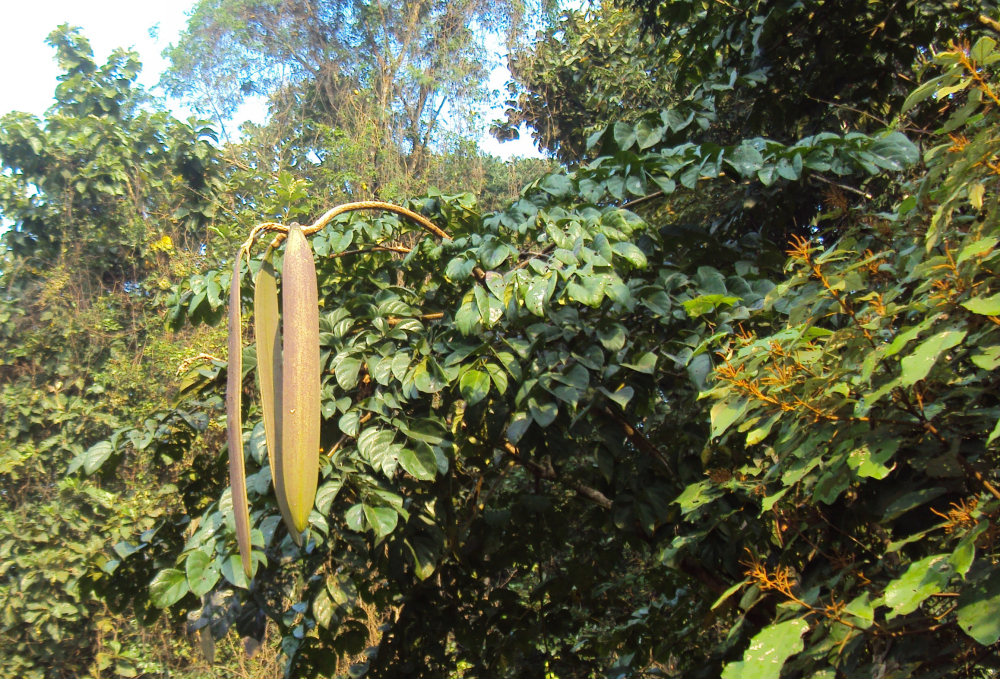 Oroxylum indicum pods. (Picture Courtesy: Vinayaraj/Wikimedia Commons)