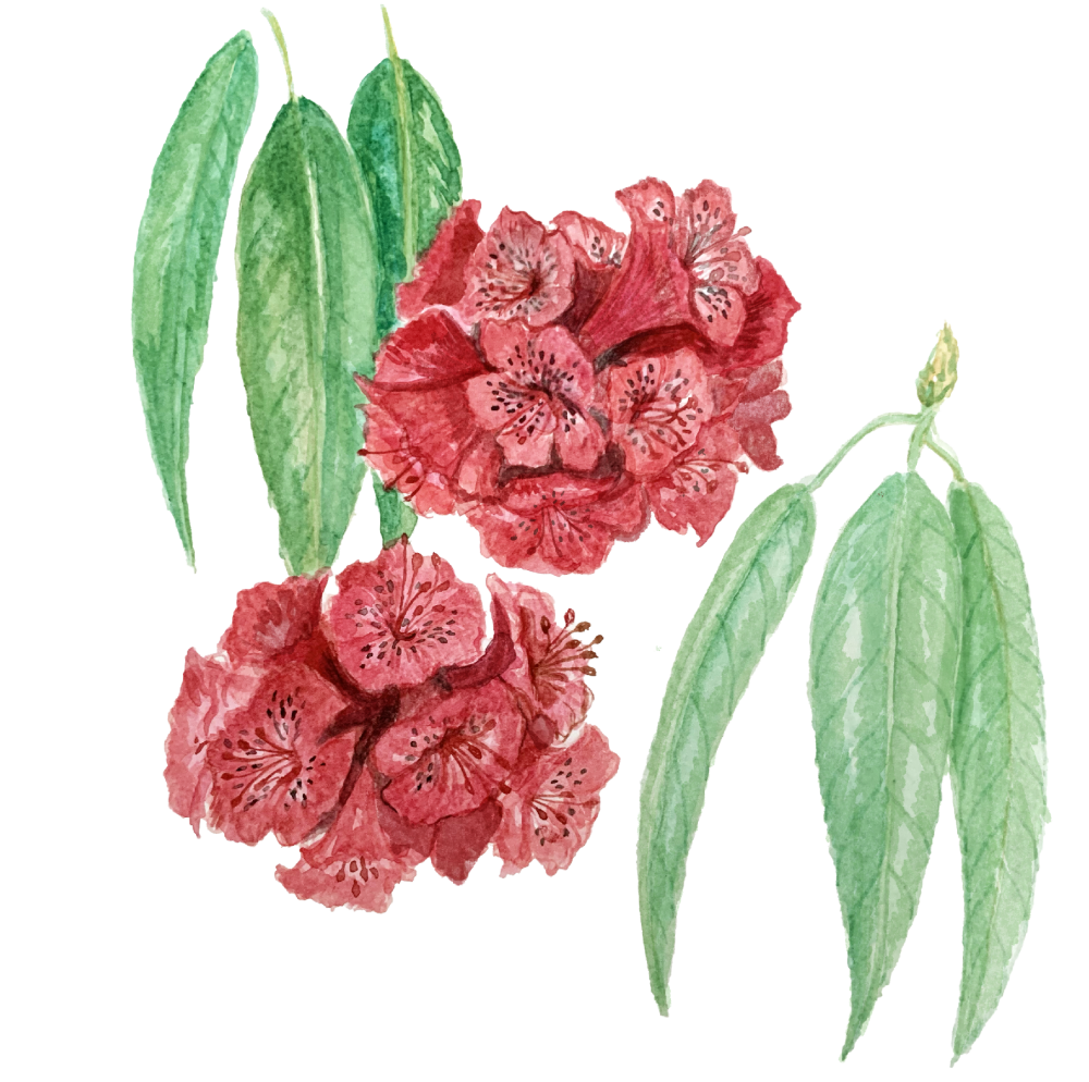 Rhododendron. (Illustration Credits: Jisha Unnikrishnan.)
