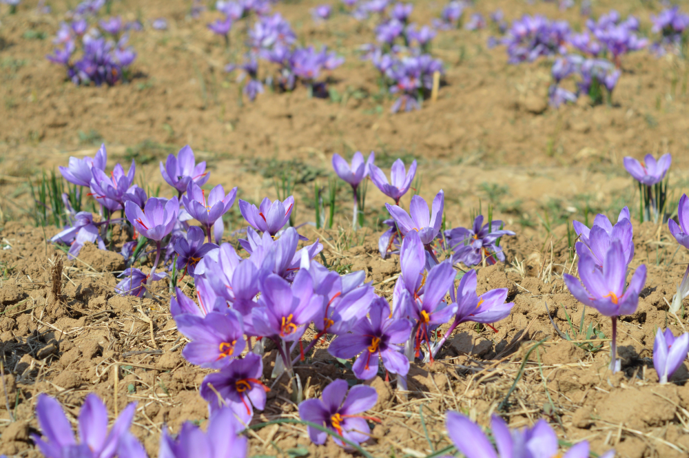 Saffron fields in Pampore