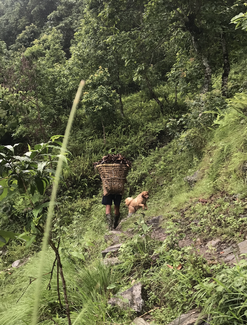 A person carried firewood in a doko, a bamboo basket, up a trail in West Sikkim. (Picture Credits: Aminesh Gautam)