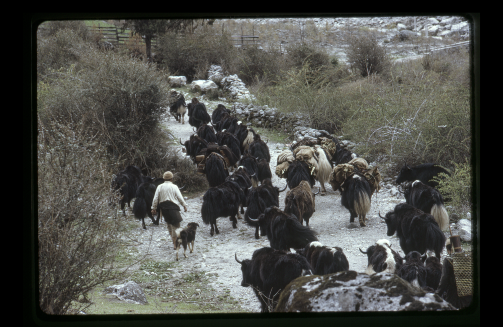 People herding yaks along a mountain path to higher grazing land, Sikkim. (Picture Courtesy: Alice Kandell/ Library of Congress)