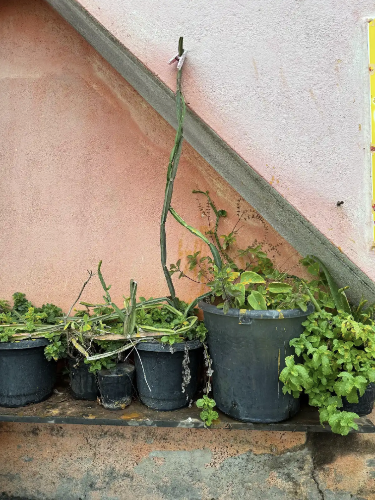 Little gardens in humble homes invariably grow karpooravalli, pirandai and aloe for dhrishti. (Picture Credits: Deepa Reddy)