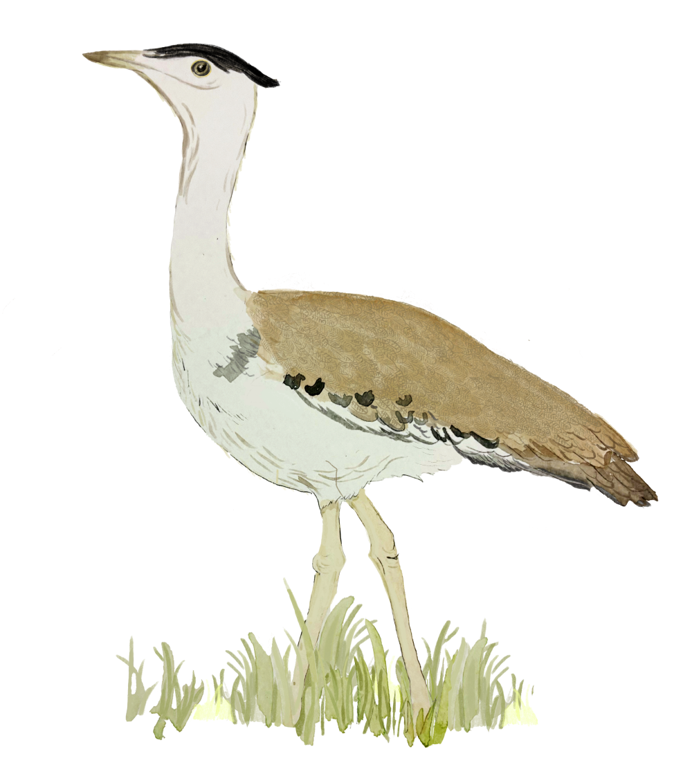 The Great Indian Bustard. (Illustration Credits: Jisha Unnikrishnan)