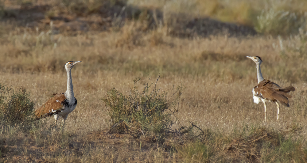 The Great Indian Bustard. (Picture Courtesy: SVKMBFLY/Wikimedia Commons)