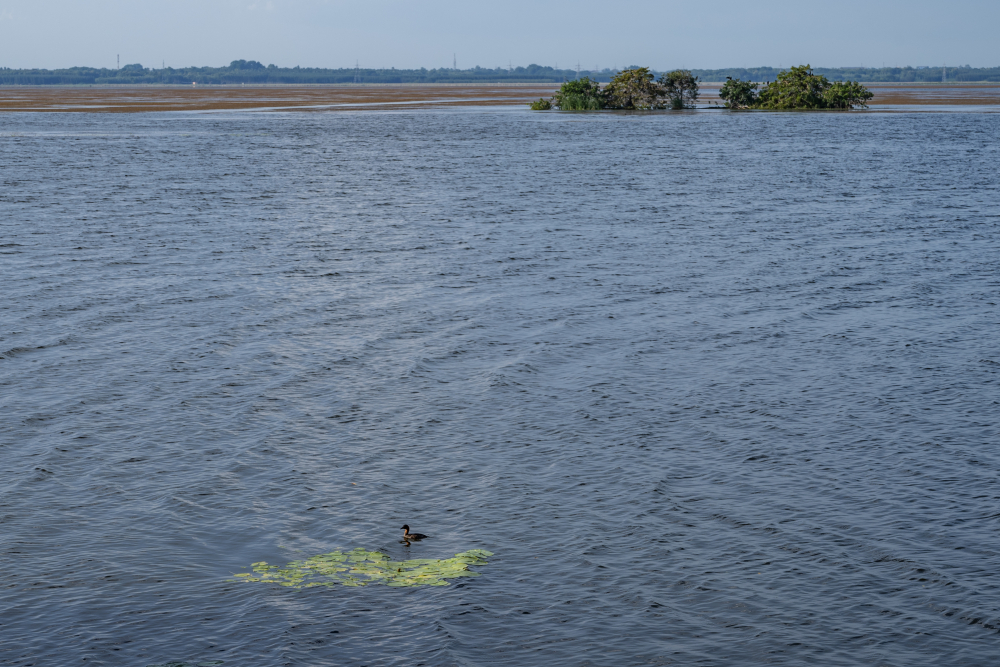 The Ousteri lake, a vital wetland lies partially in Pondicherry and partially in Tamil Nadu. (Picture Credits: Joseph Rahul)