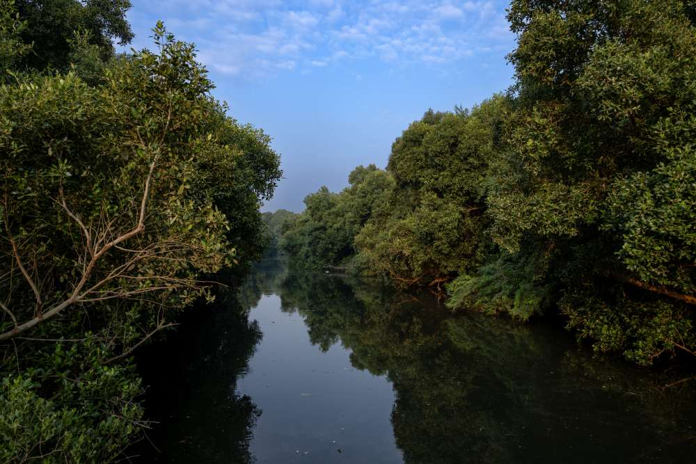 Tropical Dry Evergreen Forest type in Auroville. (Picture Courtesy: IM3847/Wikimedia Commons)