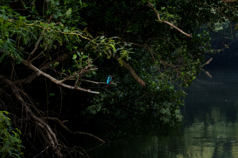 A kingfisher in the mangrove forest. (Picture Credits: Joseph Rahul)