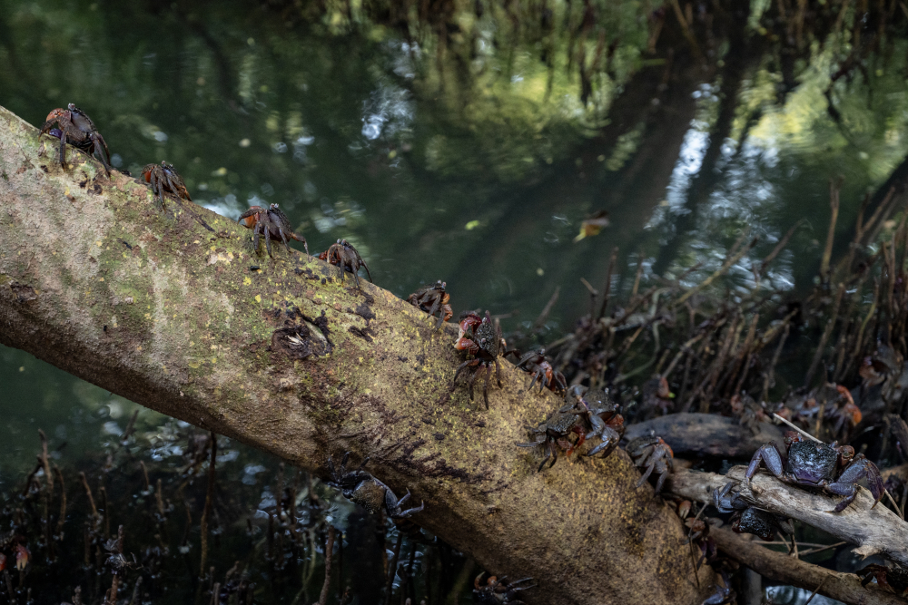 Mangroves are breeding sites for crustaceans. (Picture Credits: Joseph Rahul)