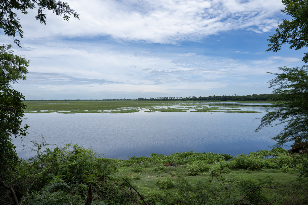 The Bahour tank is an Important Bird Area (IBA) as well as a historical irrigation system. (Picture Credits: Joseph Rahul)