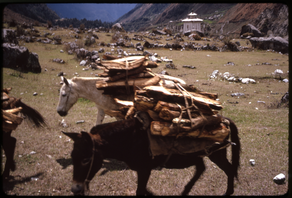 Mules carrying wood in Lachung. (Picture Courtesy: Alice Kandell/Library of Congress)