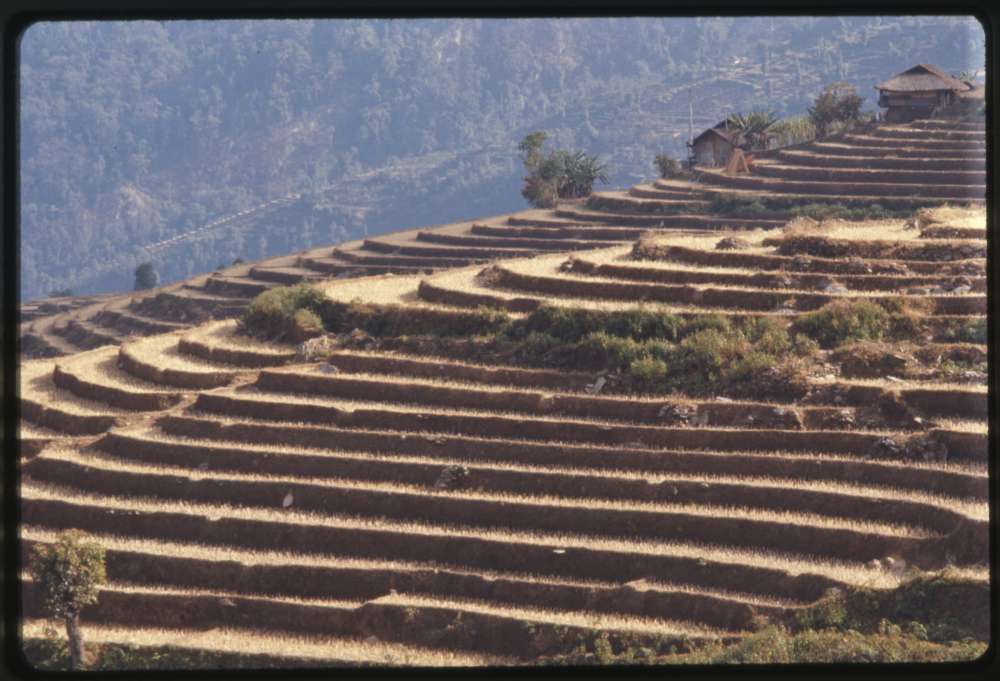 Sikkim, dry season, rice terraces. (Picture Courtesy: Alice Kandell/Library of Congress)