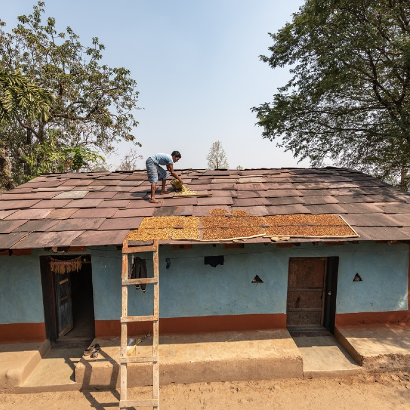 The Mahua tree, and its flowers laid to dry on a roof top. Photo credit: Anzaar Nabi