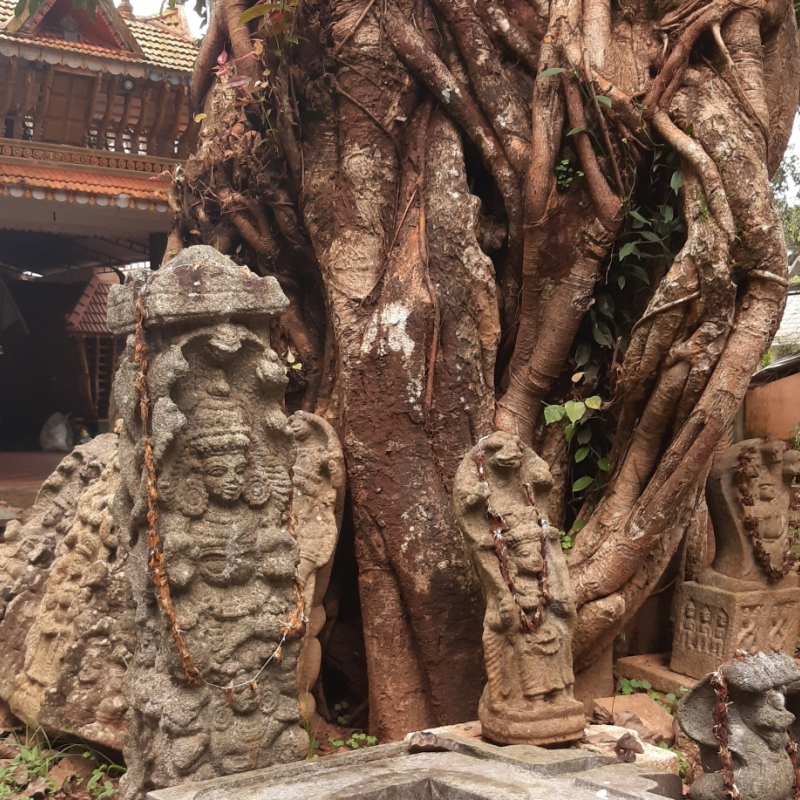 Serpent idols at Vetticode Nagaraja temple. These idols are among the hundreds of serpent idols placed in the temple premises. The idols are made entirely out of stone and represent different serpent deities (Courtesy: Devika B)