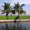 Backwaters and paddy fields in Kuttanad (Courtesy: Wikimedia Commons)