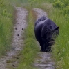 Embedded thumbnail for Greater one-horned rhinoceros at Manas National Park