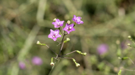 Embedded thumbnail for Plants of the Thar: In Conversation with Pradip Krishen