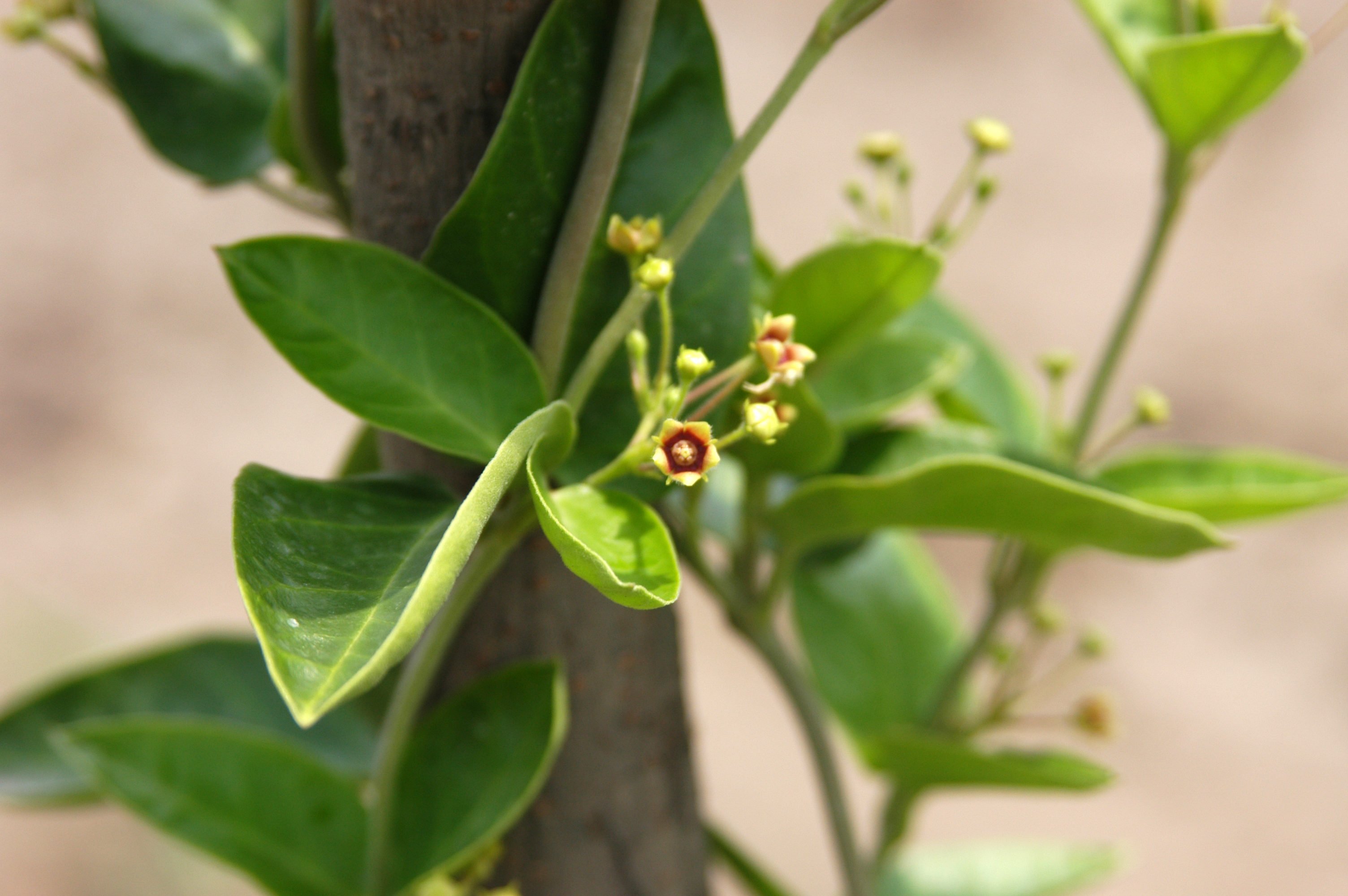 Ashwagandha Extract Wiki