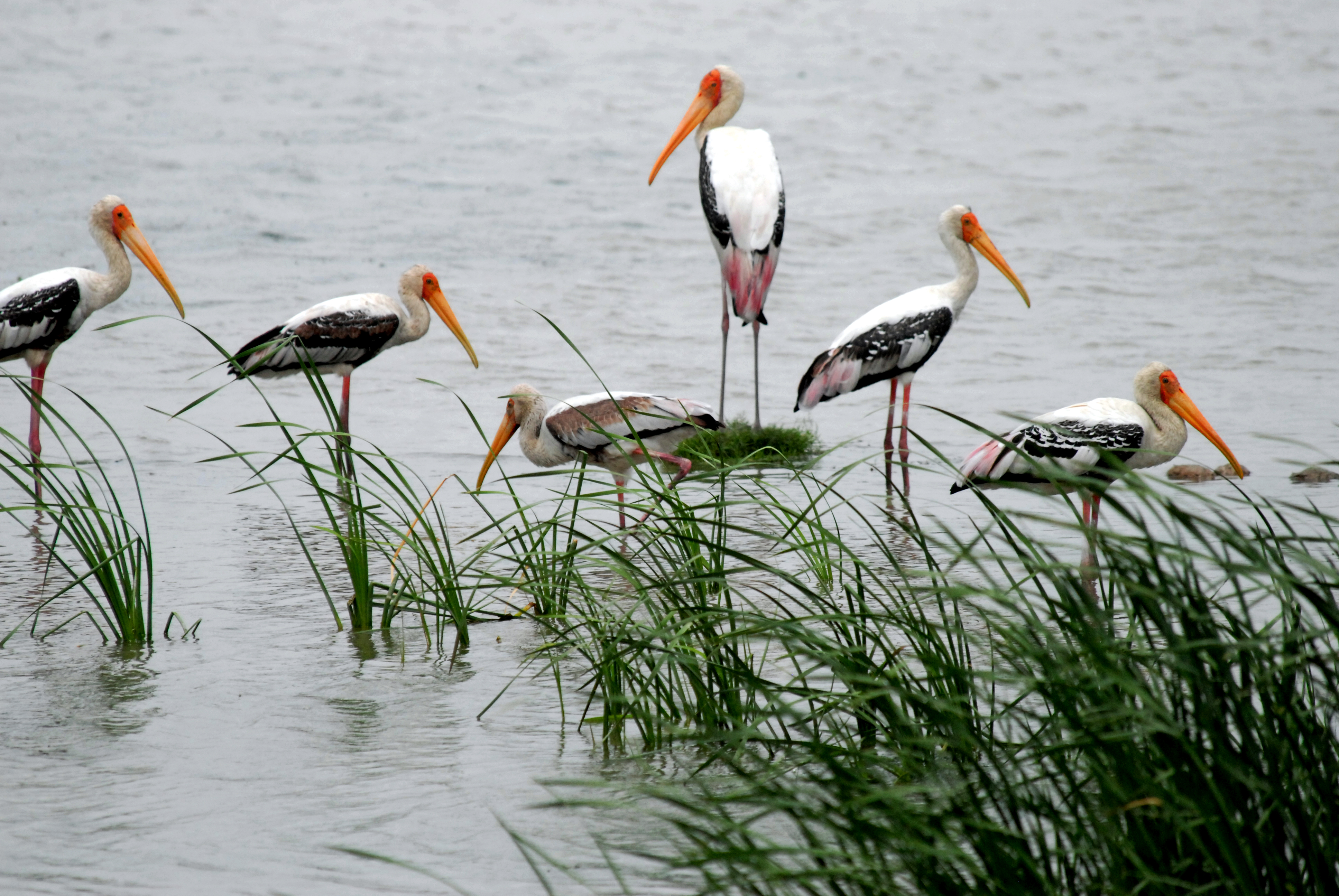 Yamuna Biodiversity Park | Sahapedia