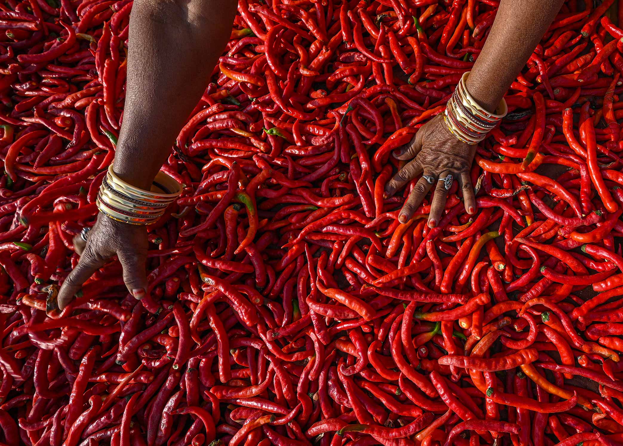 Red Hot Chilli Peppers Mathania Lal Mirch Sahapedia