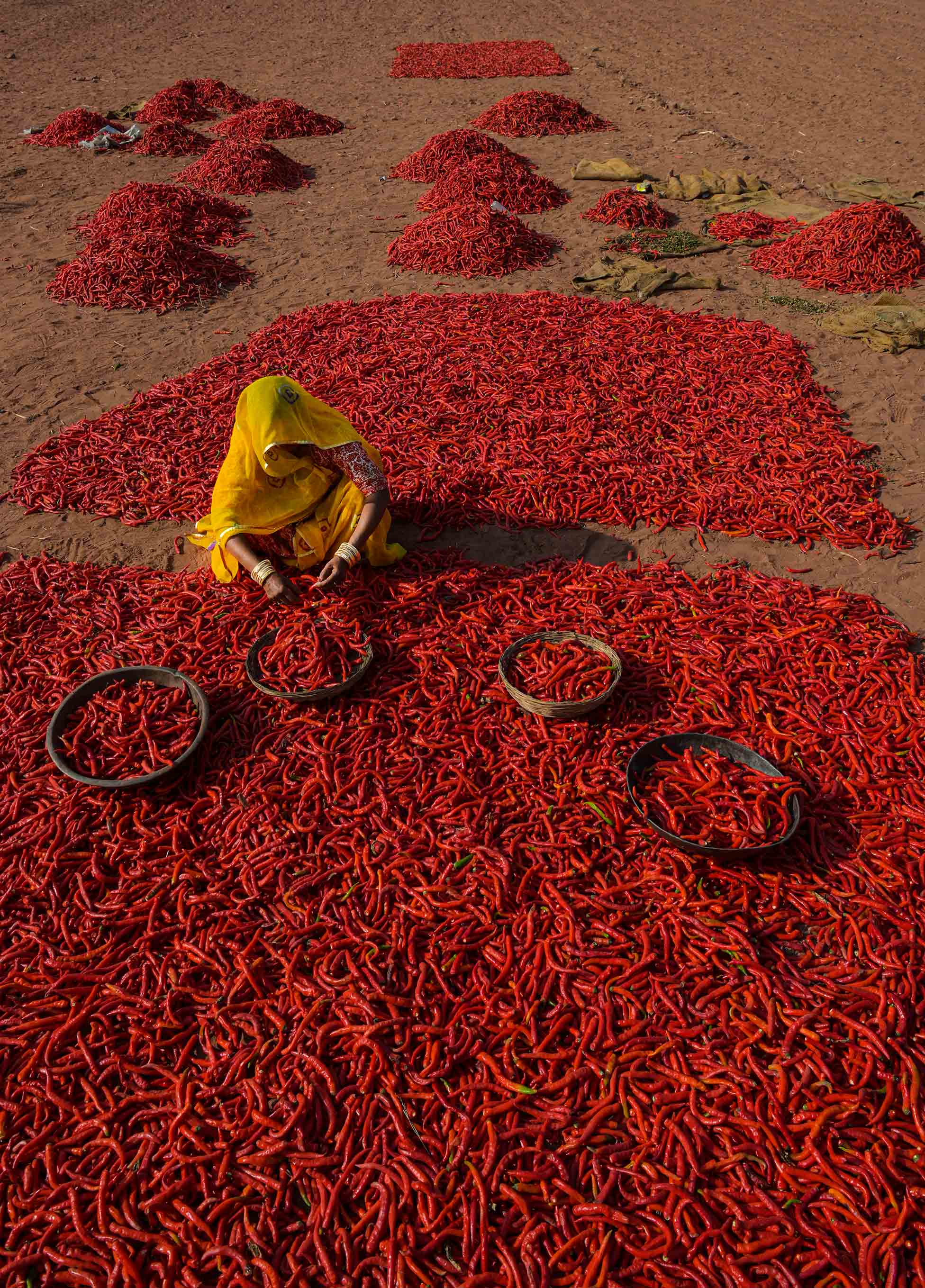 Red Hot Chilli Peppers Mathania Lal Mirch Sahapedia