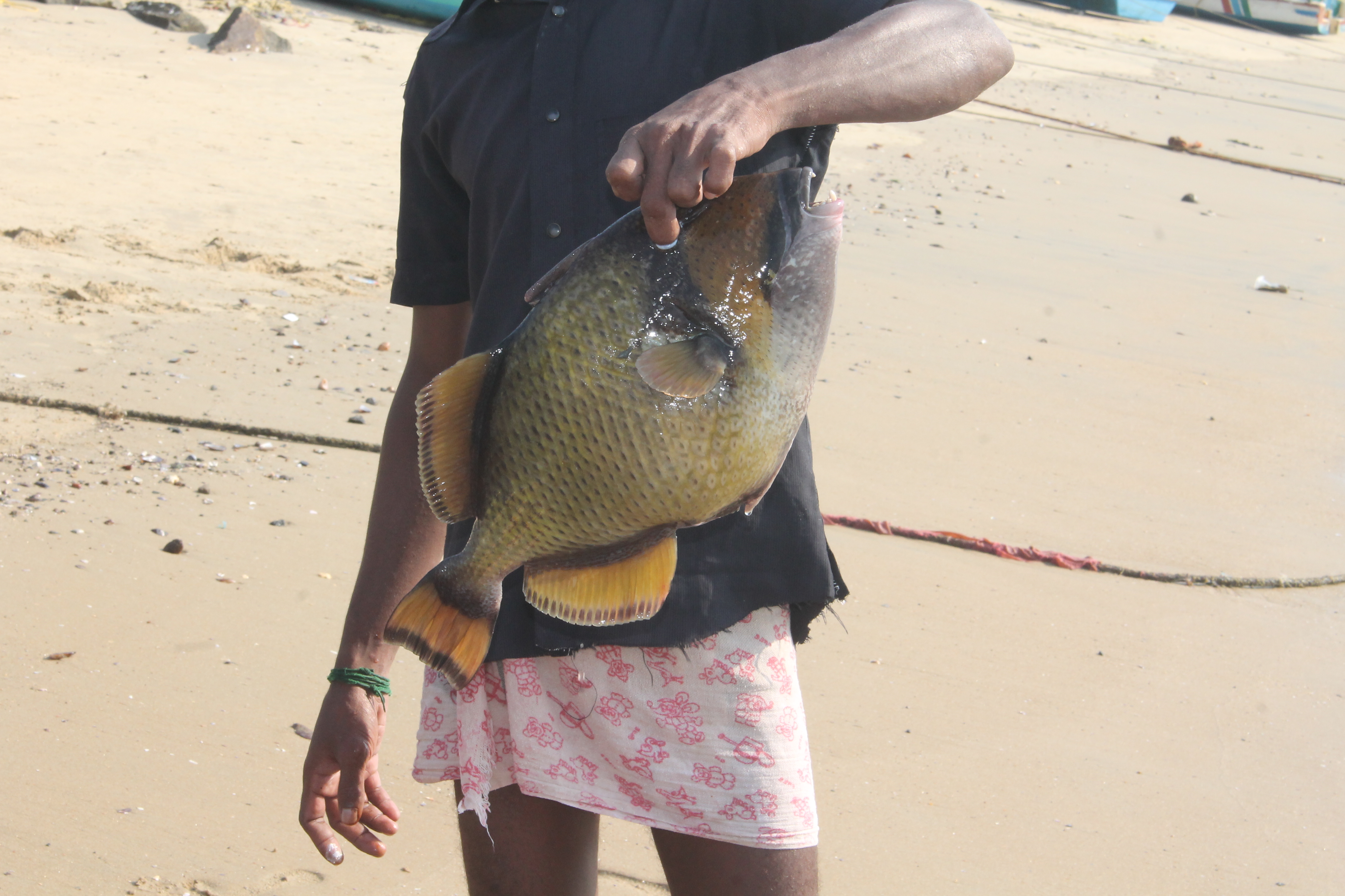 Fishes of Thiruvananthapuram Coast | Sahapedia