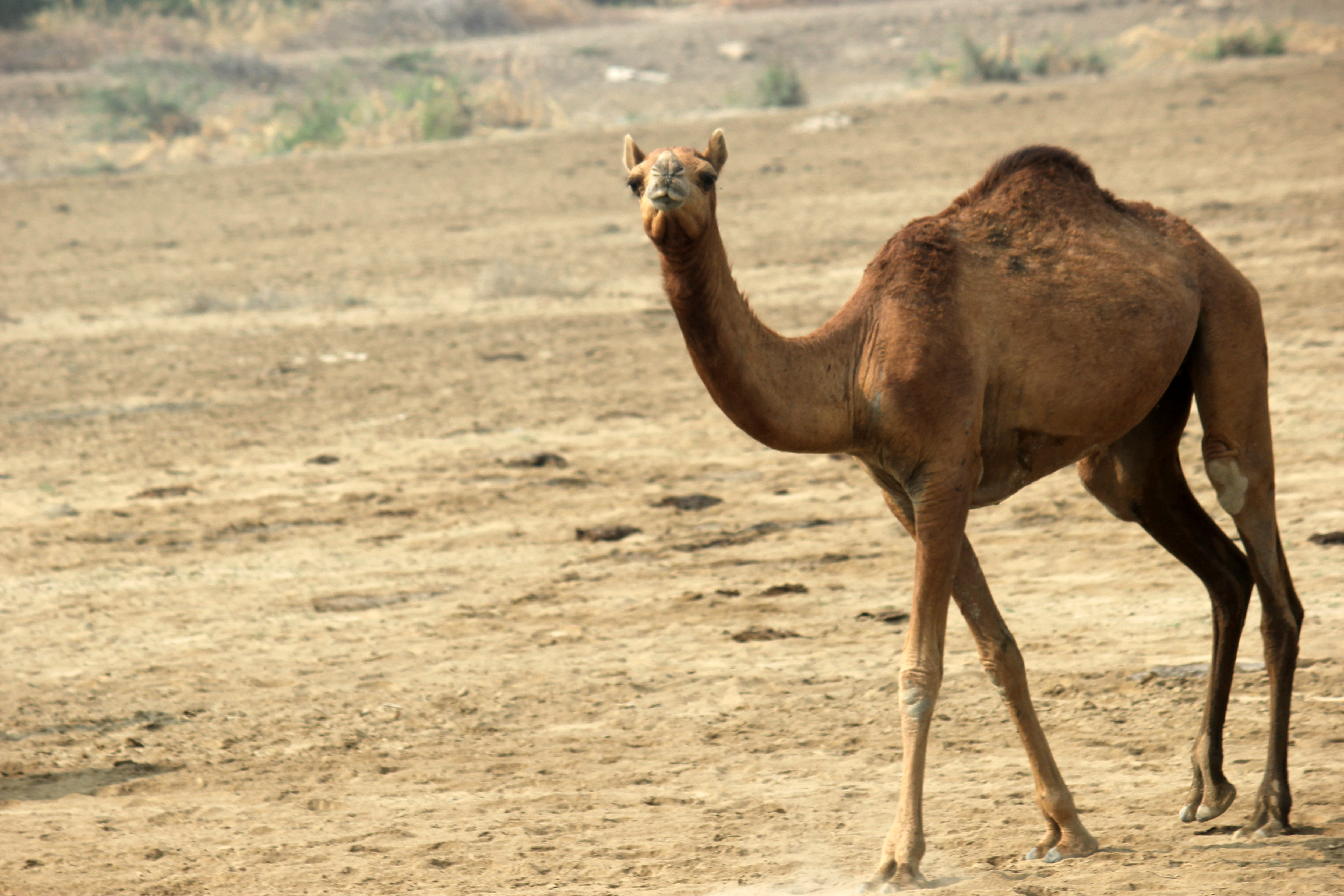 Fauna of Banni | Sahapedia