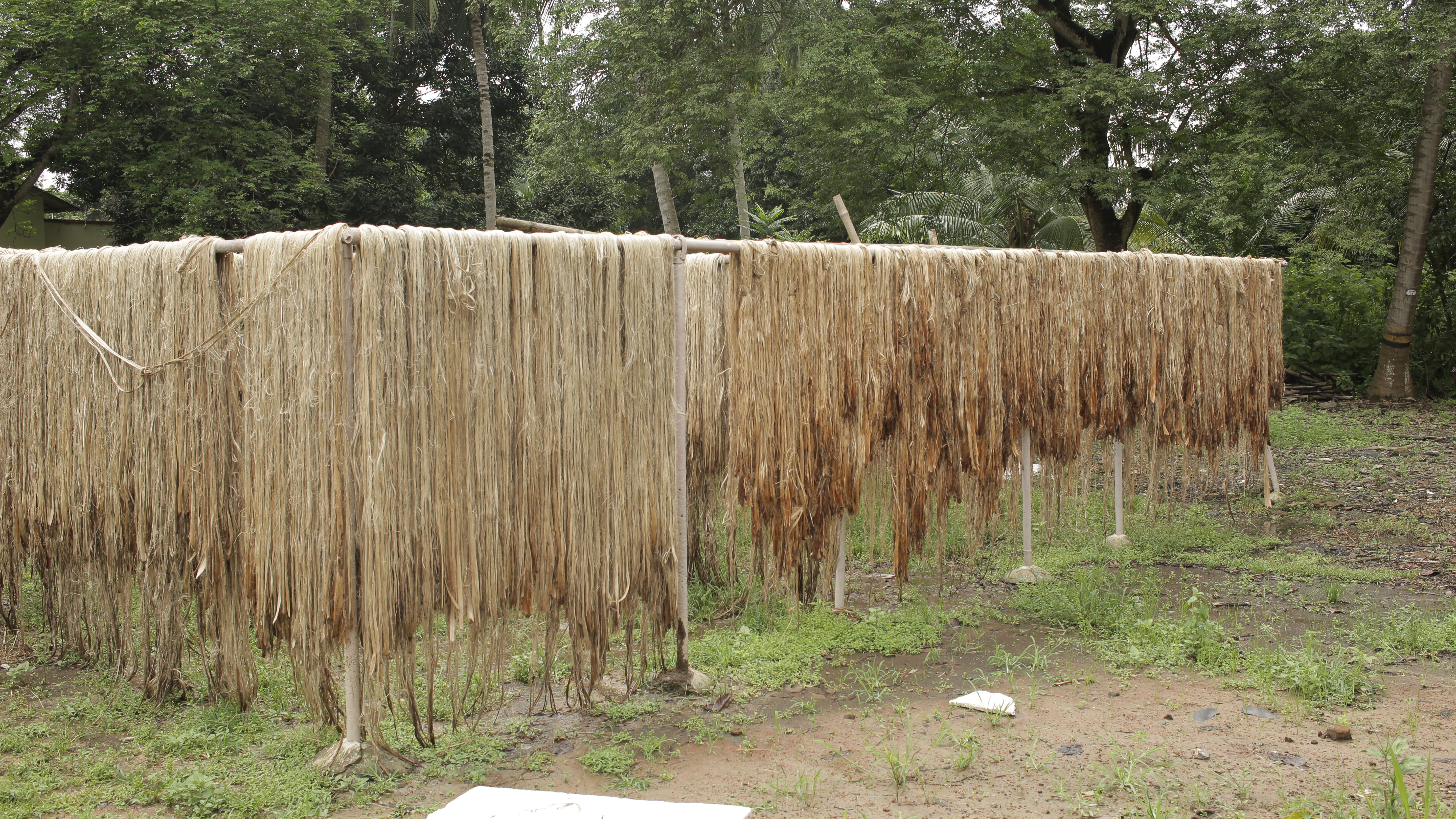 jute-the-golden-fibre-sahapedia
