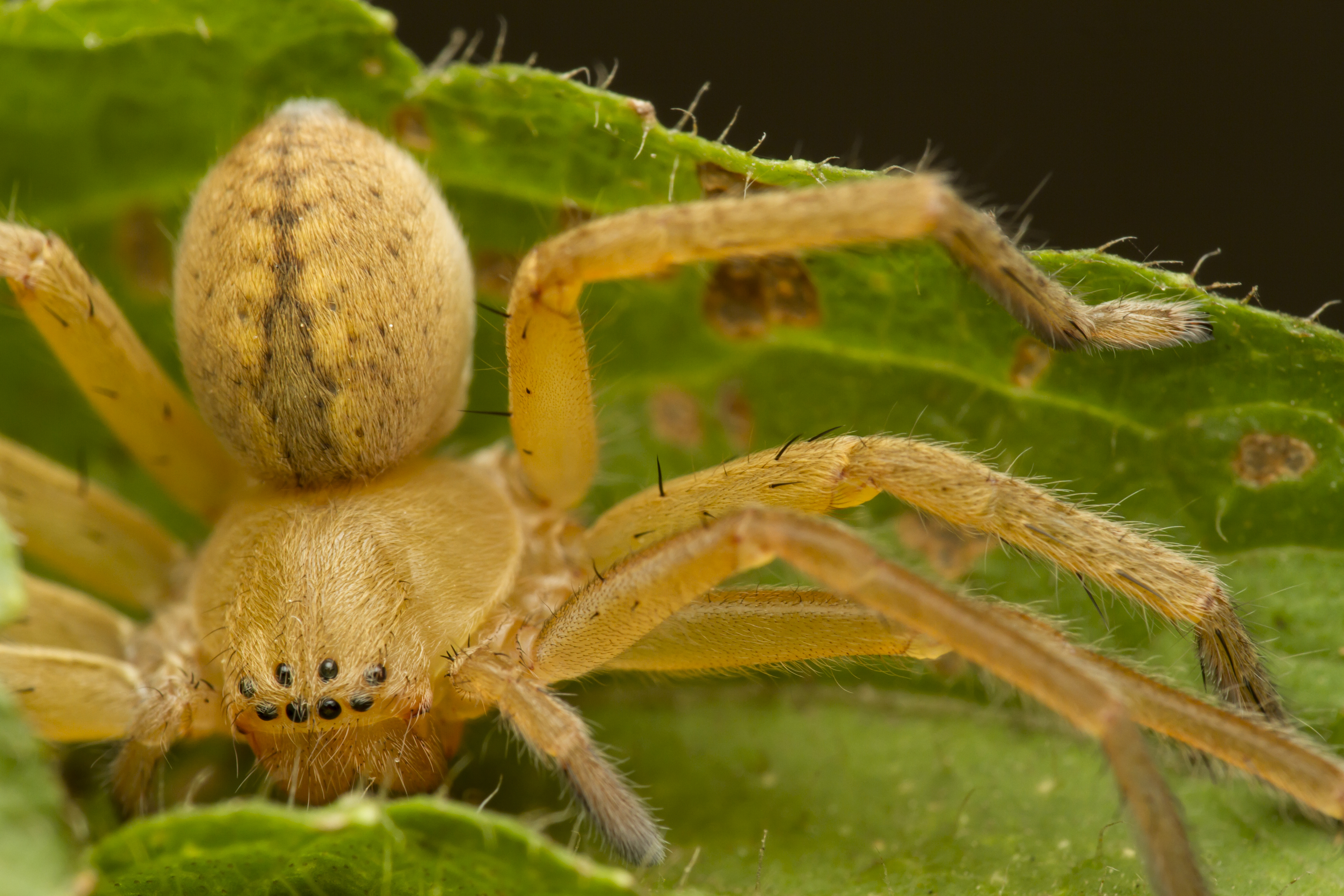 Spiders | Sahapedia