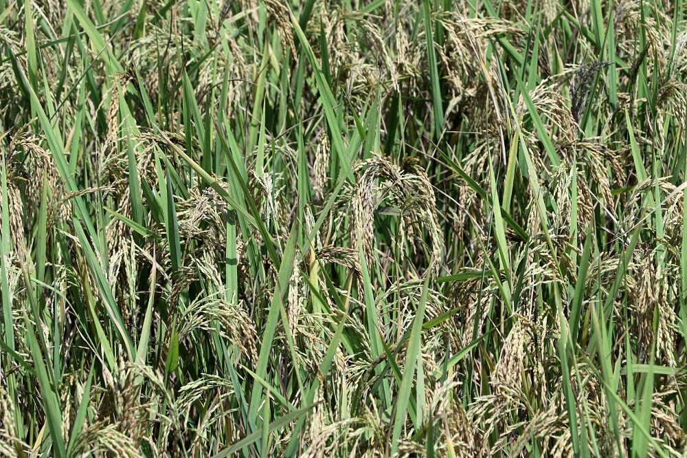 Paddy Crop