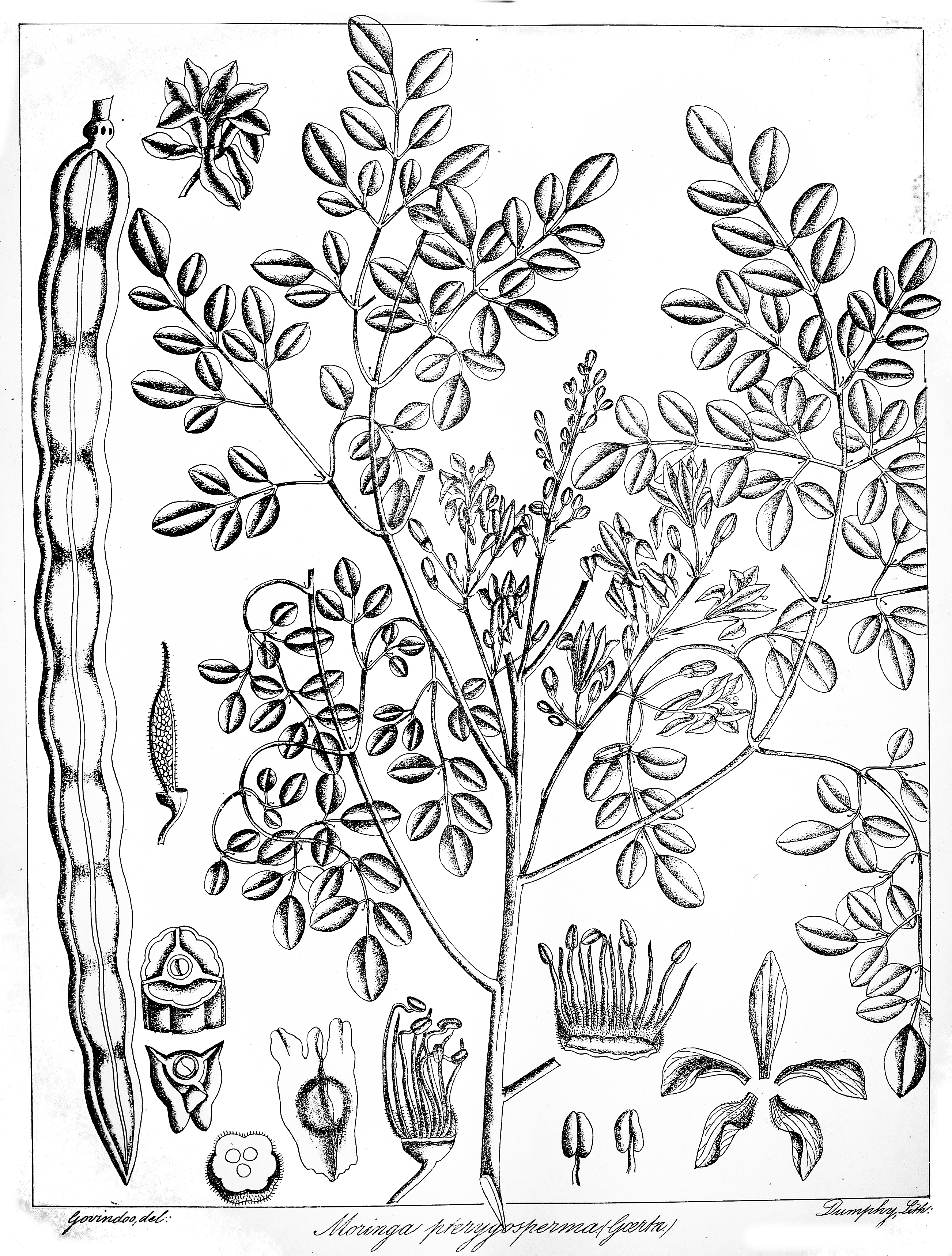 Moringa pterygosperma, singru, Courtesy: Govindoo/Wikimedia Commons