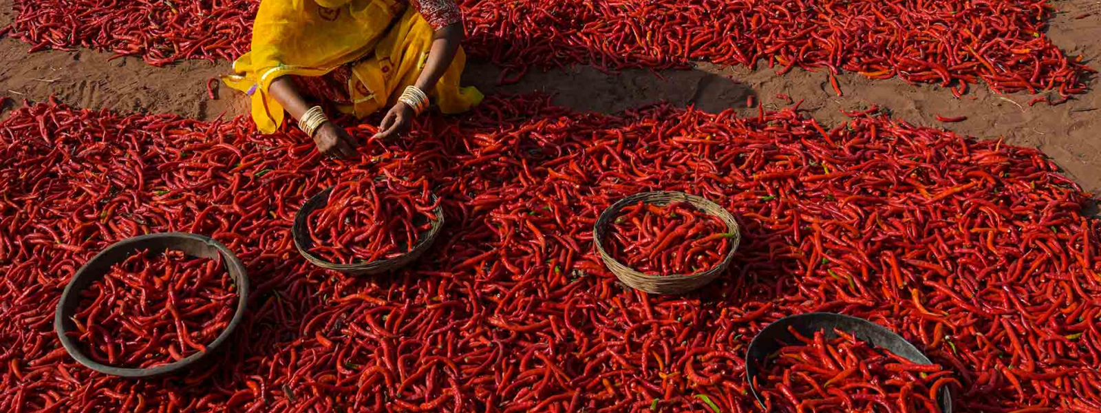 The dry, hot climate of Rajasthan makes it ideal for chilli cultivation. Located 35 km from Jodhpur, Mathania produces one of the finest varieties of red chillies (lal mirch) in India, known for its sharp pungent heat; it brings distinct flavour, colour and taste to food and is used in preparation of famous Rajasthani dishes like Laal Maas (red meat) and Ker Sangri.