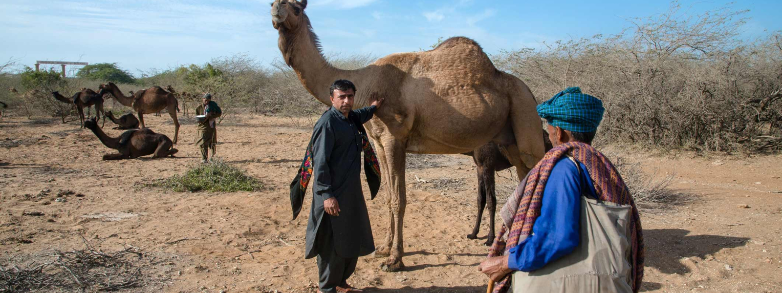 Though Fakirani Jats herd cattle, buffalos, sheep, and goats, they are primarily camel breeders. For centuries, maldharis traversed migration routes across the Rann of Kutch in search of pasture for their livestock.