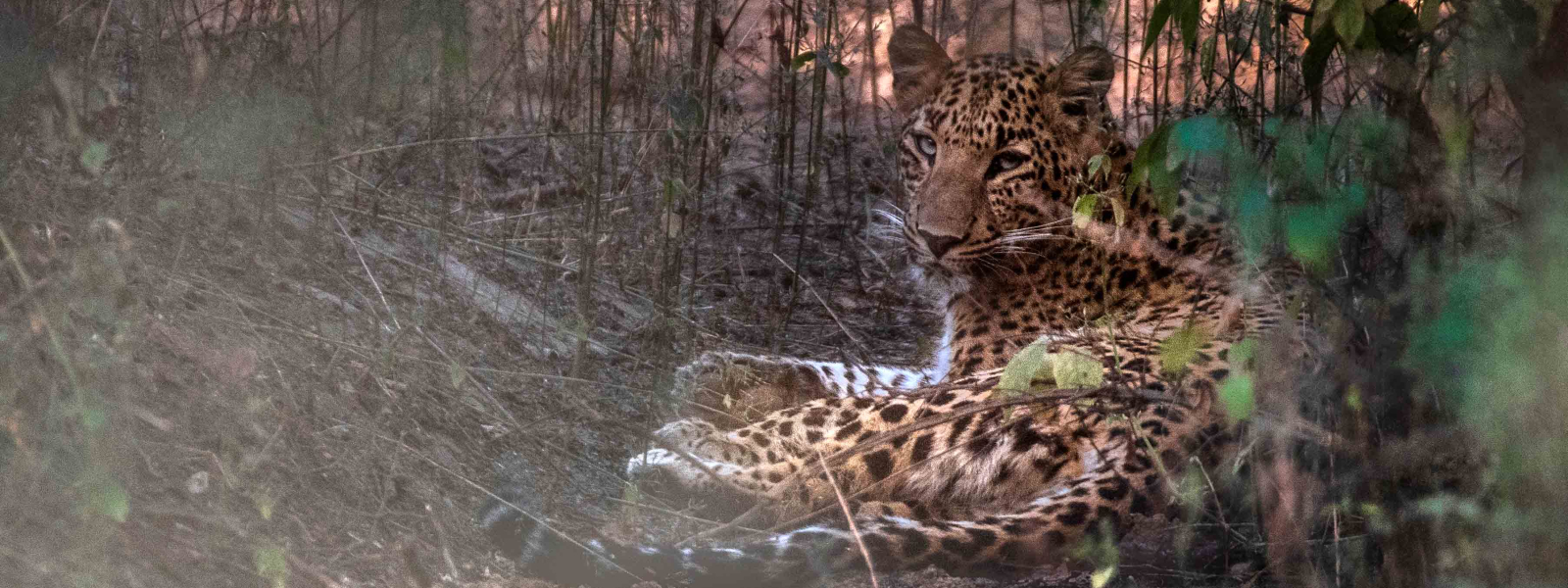 The Indian leopard is one of the big cats present in the Indian subcontinent, apart from the Asiatic lion, Bengal tiger, Snow Leopard and Clouded Leopard. In 2014, a national census of leopards around tiger habitats was carried out in India. 7,910 individuals were estimated in surveyed areas and a national total of 12,000-14,000 speculated.