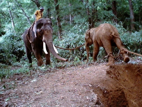 A baby elephant is rescued from the pit with the help of kumki elephants (Courtesy: Nagaraj B.N.)