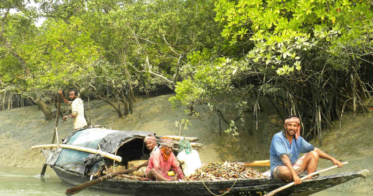 Sundarban Tourism