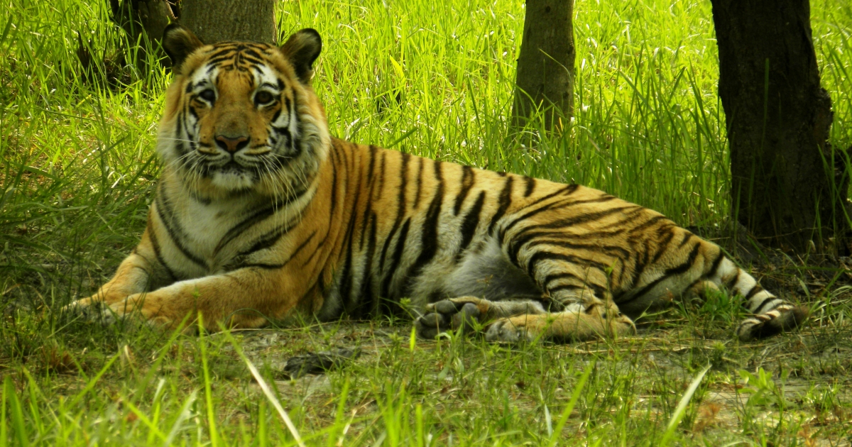 Sundarbans: Last Mangrove Habitat of the Royal Bengal Tiger | Sahapedia