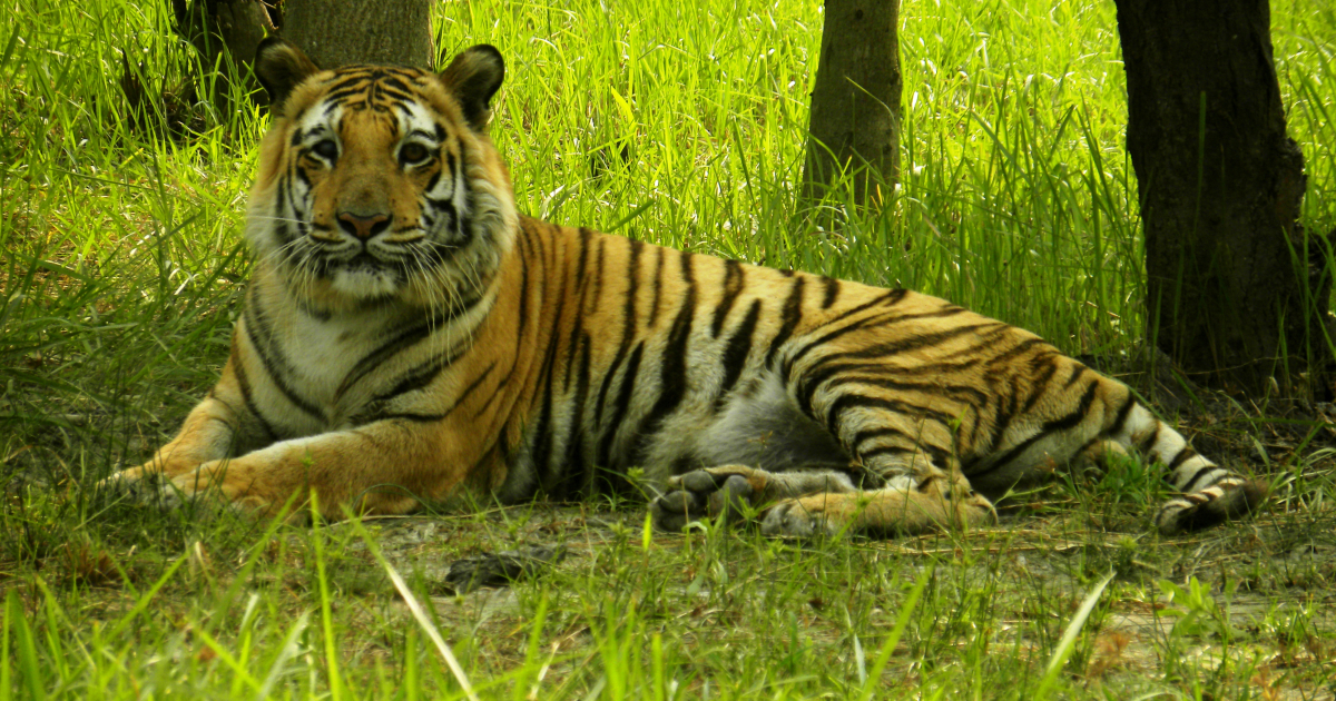 Sundarban Tourism