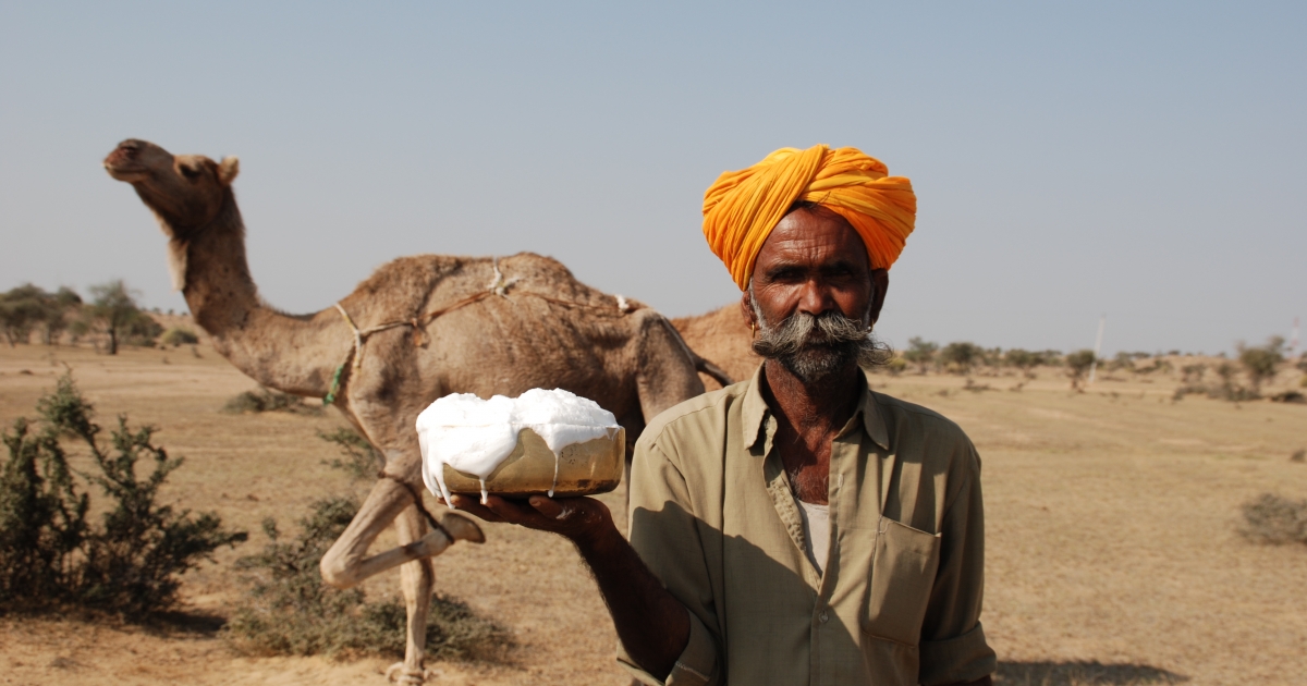 Camel Cultures of India | Sahapedia