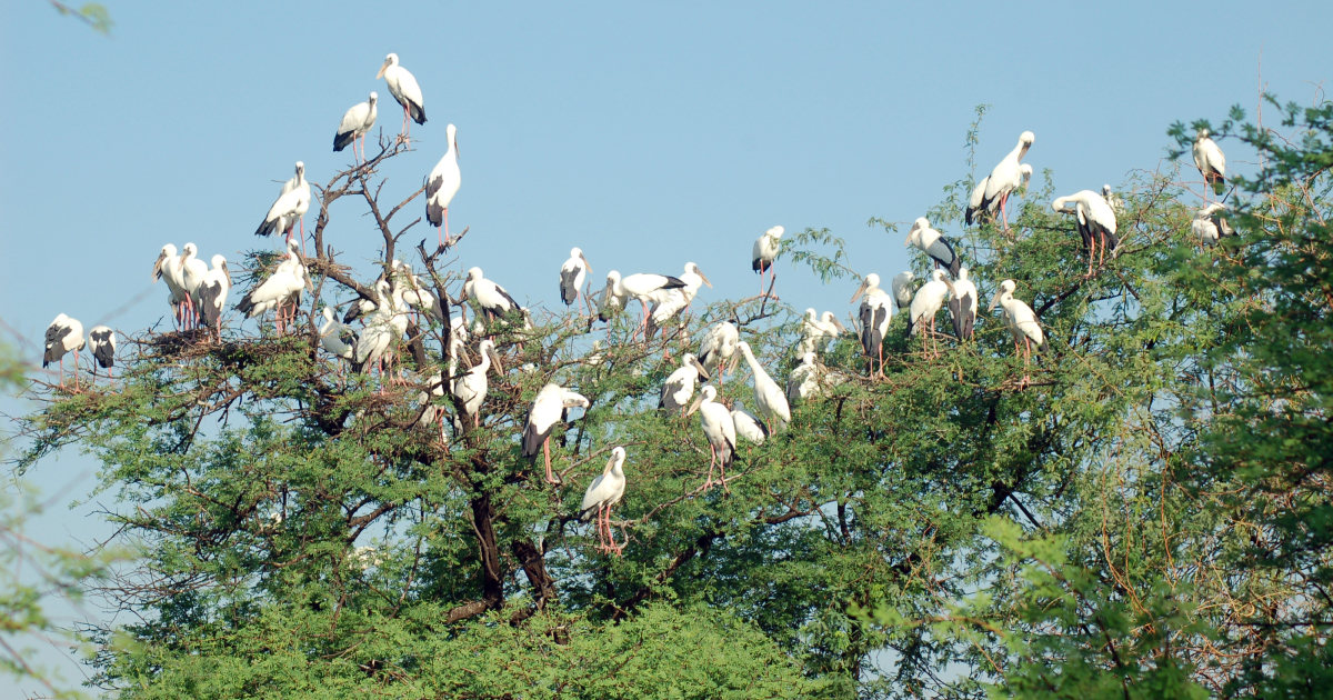 Keoladeo National Park And Its Importance In Relation To The Ciconiidae Stork Family Sahapedia